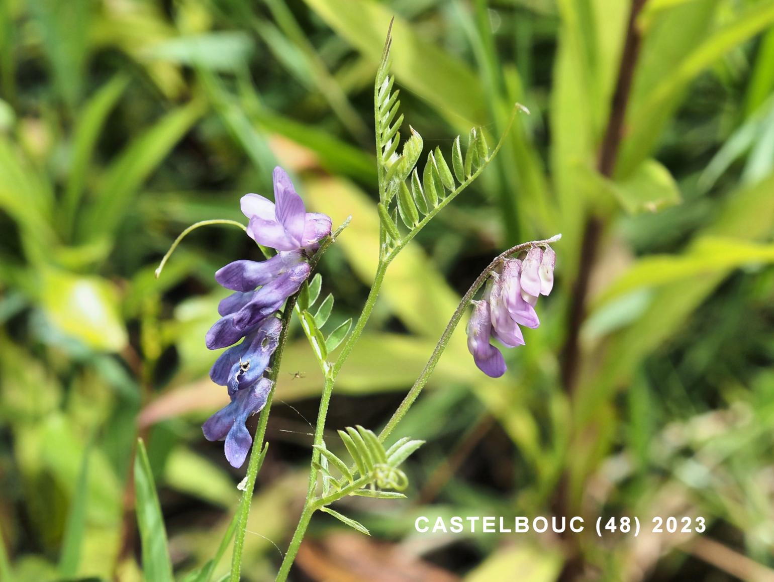 Vetch, Tufted